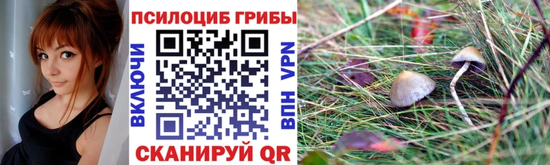 Галлюциногенные грибы Psilocybe  kraken ссылки  Гаджиево 